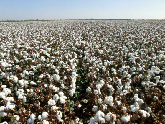 Vast cotton field